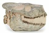 Fossil Oreodont (Merycoidodon) Skull - South Dakota #249249-1